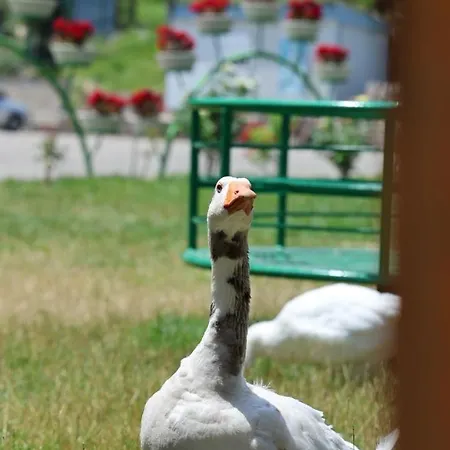 Perla E Tomorrit Ez Ujanik